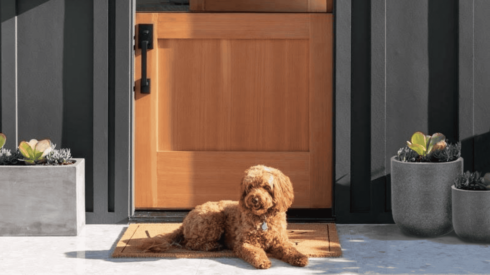 Designing a Dog-Friendly Front Yard With a Secure Mailbox