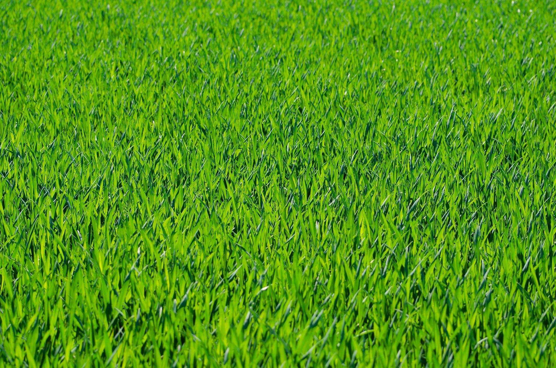 grass lawn