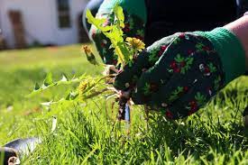 How To Freeze Proof Your Yard