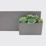 Desert Succulent Bundle